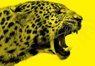 Pluto Film @ Locarno Film Festival 2026