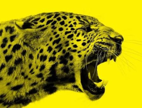 Pluto Film @ Locarno Film Festival 2026